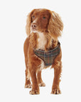 harnais-chiens-barbour-DAC0011TN11-face-porte