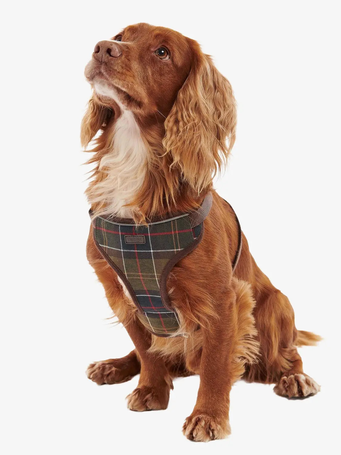 harnais-chiens-barbour-DAC0011TN11-face